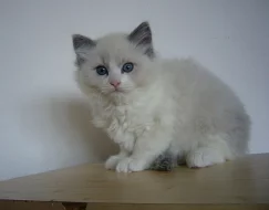Koťatka Ragdoll bez PP